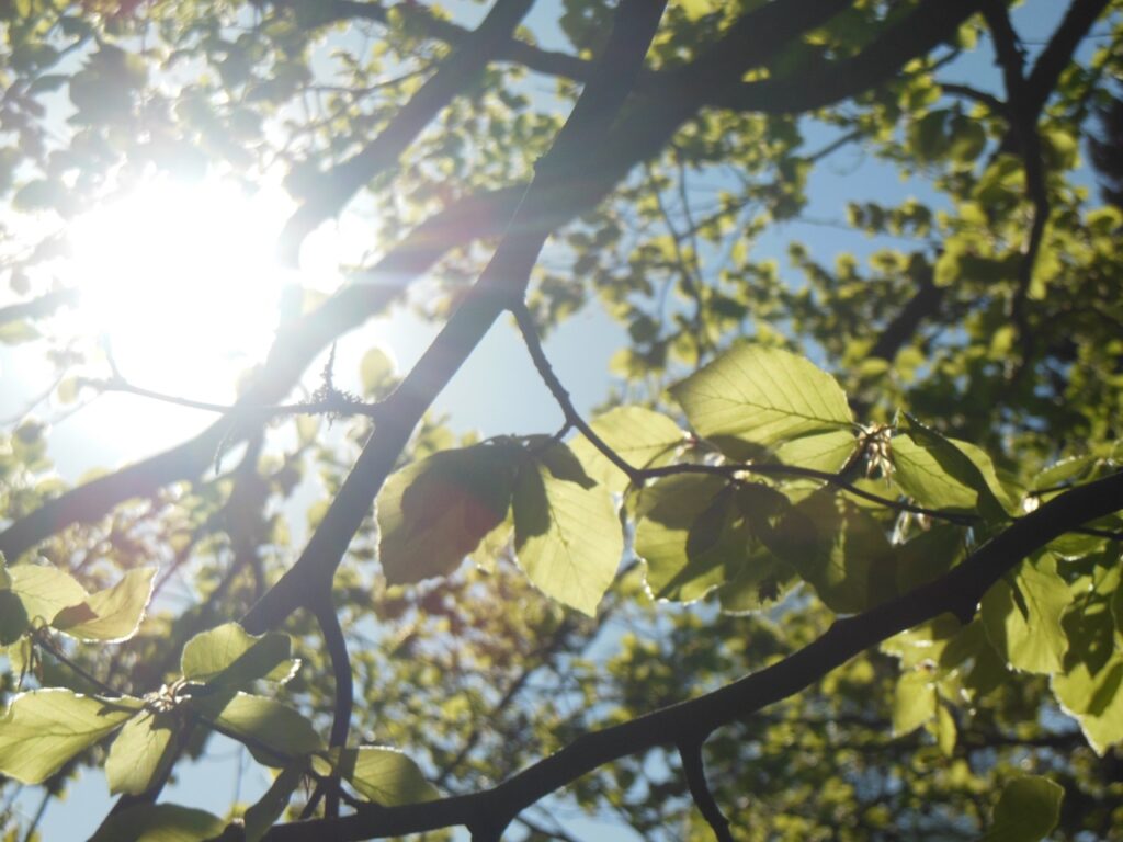 Lindenblaetter_Sommerlicht©Midia_Nuri