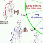 Ausschnitt Organuhr mit Meridianen - Lunge und Dickdarm (Jin/Metall)