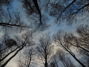 Winterliche Baumkronen ©Midia Nuri